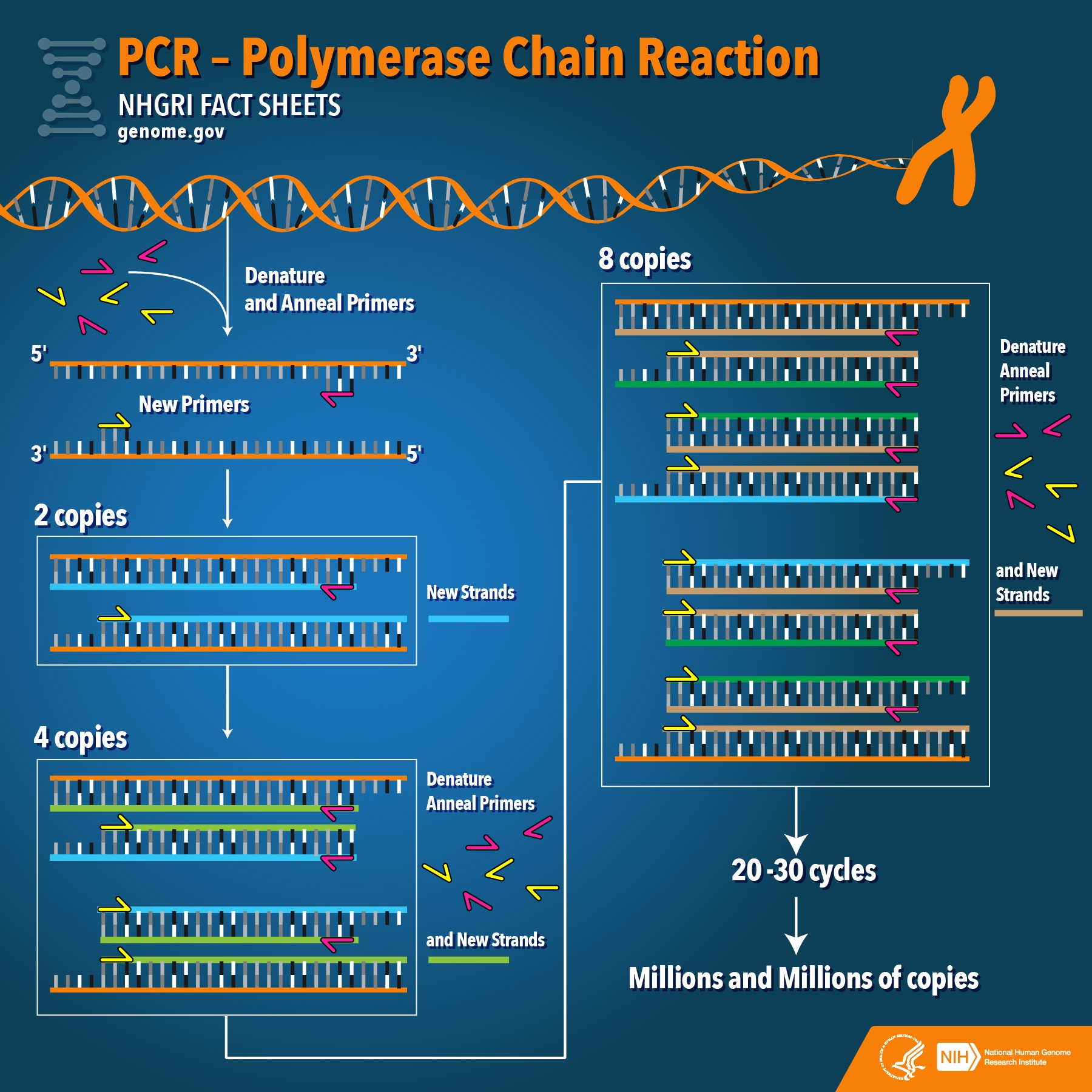 General schematic of PCR