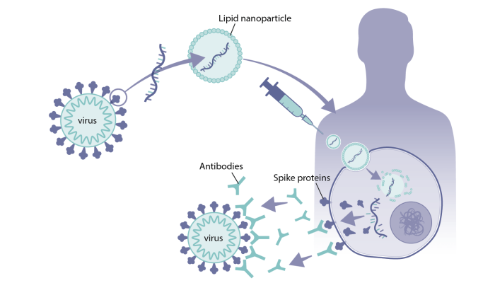 How mRNA vaccines work