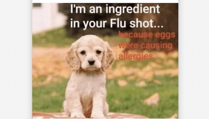 no dogs in flu vaccines