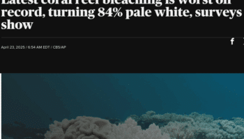 CBS news headline 84% of coral experienced bleaching-level heat stress