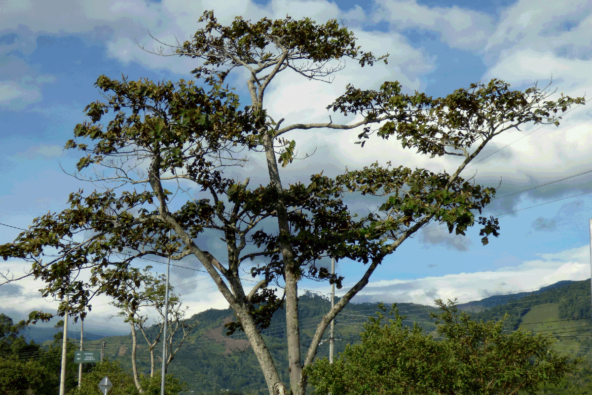 An image of a balsa wood tree in Colombia, with visible electric cables in the background.