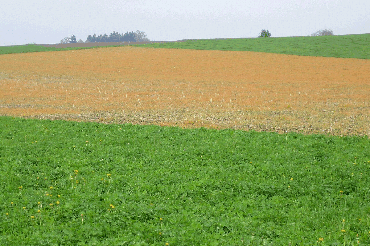 Robert F. Kennedy Jr. likes regenerative agriculture, but what is it?